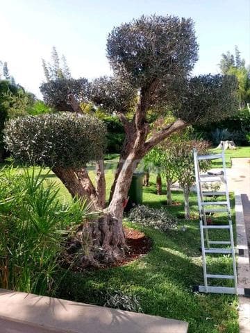 Jardinage Marrakech - Work sample 3